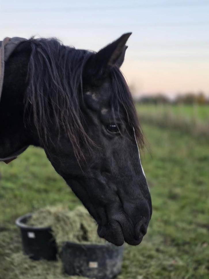 Brave, knappe pre ruin, Dieren en Toebehoren, Paarden, Ruin, M, Minder dan 160 cm, 11 jaar of ouder, Met stamboom, Gechipt, Ontwormd