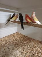 BOURKES PARKIETEN, Animaux & Accessoires, Oiseaux | Perruches & Perroquets, Plusieurs animaux, Perruche, Bagué