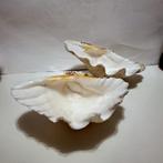 2 doopvontschelpen, Verzenden, Gebruikt, Overige soorten, Overige typen