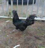 Ayam Cemani haan, Dieren en Toebehoren, Pluimvee