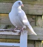 Witte pauwstaart, Dieren en Toebehoren, Vogels | Duiven