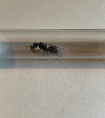 Camponotus Cruentatus koningin met broed beschikbaar voor biedingen