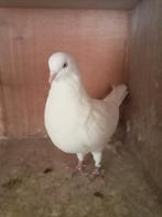 Tuimelaar, Dieren en Toebehoren, Vogels | Duiven, Vrouwelijk, Tuimelaar of Roller