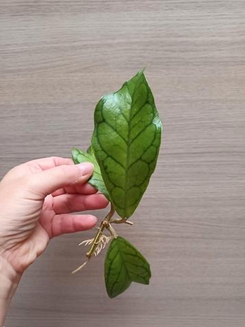 Hoya cv nui beschikbaar voor biedingen