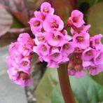 Bergenia cordiflolia 'Purpurea' of Schoenlappersplant, Tuin en Terras, Ophalen, Lente, Vaste plant