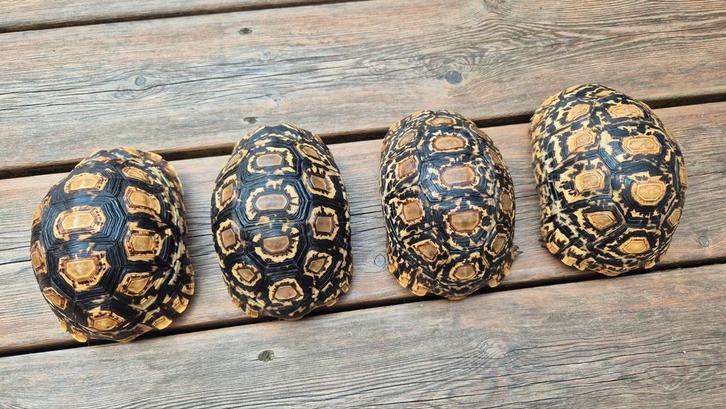 Stigmochelys pardalis (Schildpadden), Dieren en Toebehoren, Reptielen en Amfibieën | Toebehoren, Ophalen