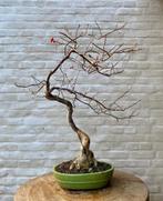 Ilex Serrata bonsai, Tuin en Terras, Planten | Bomen, Ophalen