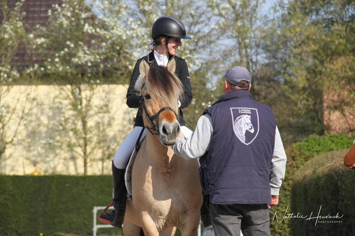 Fjord, Dieren en Toebehoren, Paarden, Hengst, Niet van toepassing