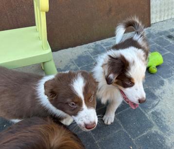 Border collie pups, Dieren en Toebehoren, Honden | Herdershonden en Veedrijvers, België, CDV (hondenziekte), 8 tot 15 weken, Collie