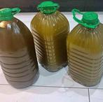 Huile d'olive rif 100/100 familiale  55€  5litre, Diversen, Levensmiddelen, Ophalen of Verzenden