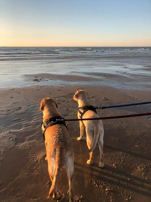 Huiselijke labradorpupjes met beide ouders in huis aanwezig, Dieren en Toebehoren, Honden | Retrievers, Spaniëls en Waterhonden
