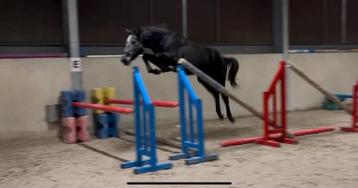 Springpaard, Avec pedigree, Étalon, 0 à 2 ans, Non dressé