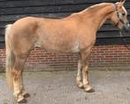 Mooie Haflinger merrie, Merrie, Minder dan 160 cm, Zadelmak, Gechipt
