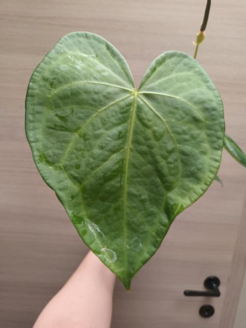 Anthurium clarinervium x pedatoradiatum, Huis en Inrichting, Kamerplanten, Ophalen of Verzenden