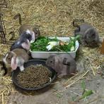 dwergkonijntjes, Dieren en Toebehoren, Konijnen, Meerdere dieren, Dwerg, Hangoor, 0 tot 2 jaar