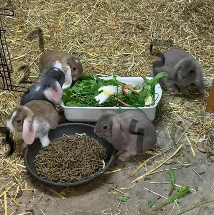 dwergkonijntjes, Dieren en Toebehoren, Konijnen, Dwerg, Meerdere dieren, 0 tot 2 jaar, Hangoor