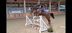 Zeer goed springende *Catoki* zoon 5 jr, Dieren en Toebehoren, Paarden, Springpaard, Ruin, Zadelmak, 3 tot 6 jaar