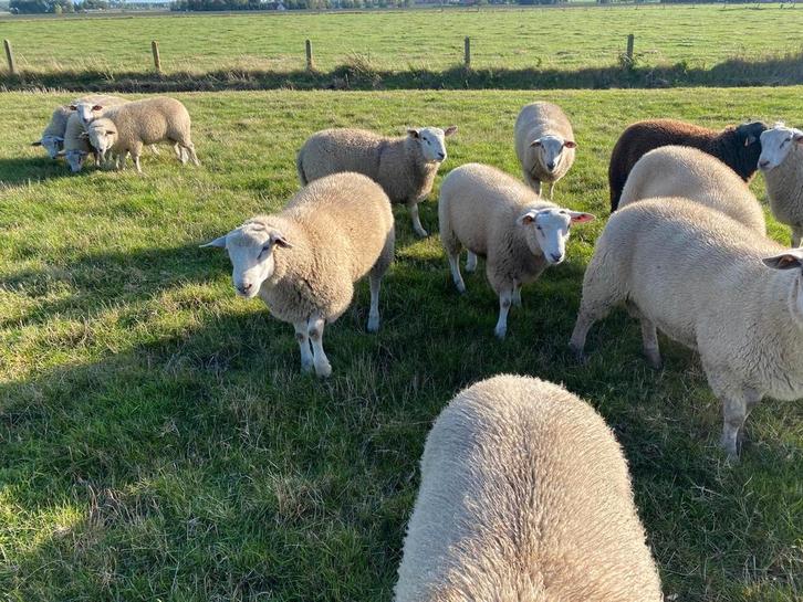 Schapen bokken 65a70kg, Dieren en Toebehoren, Schapen, Geiten en Varkens