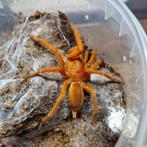Selenobrachys philippinus, Dieren en Toebehoren, Insecten en Spinnen