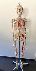 Anatomie skelet model, levensgroot met spier weergave, Diversen, Schoolbenodigdheden, Ophalen, Zo goed als nieuw