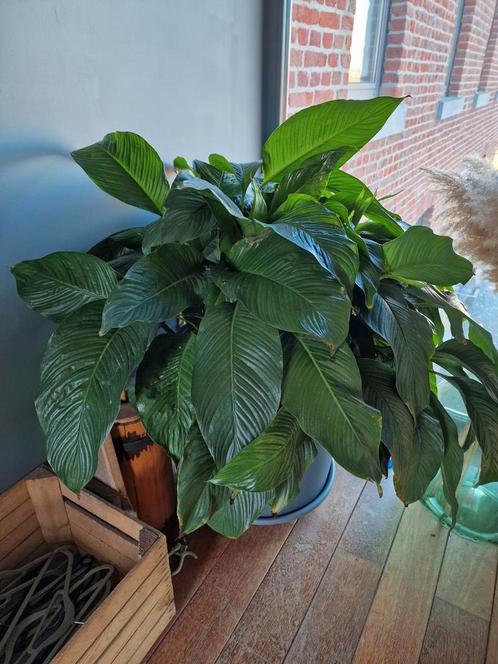 Fleur de lune / Spathiphyllum / fleur de lys, Huis en Inrichting, Kamerplanten, Groene kamerplant, Ophalen