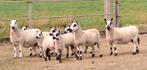 Kerry-Hill schapen