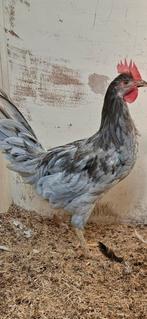 Siver udds haan, Dieren en Toebehoren, Pluimvee