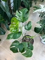 Monstera Deliciosa Albo Variegata, Huis en Inrichting, Kamerplanten, Ophalen, In pot