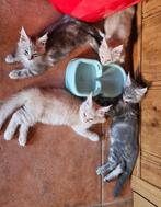 Main Coons te koop, Dieren en Toebehoren, Meerdere dieren, Langharig, 0 tot 2 jaar