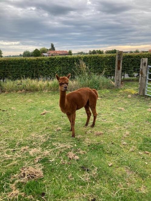 2 drachtige alpaca merries, Dieren en Toebehoren, Overige Dieren, Vrouwelijk