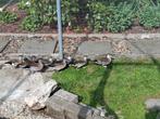 TE KOOP Roodschoudertalingen, Dieren en Toebehoren, Meerdere dieren, Eend