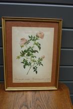 Vintage ingekaderde print P.J. Redouté (2), Antiek en Kunst, Ophalen of Verzenden
