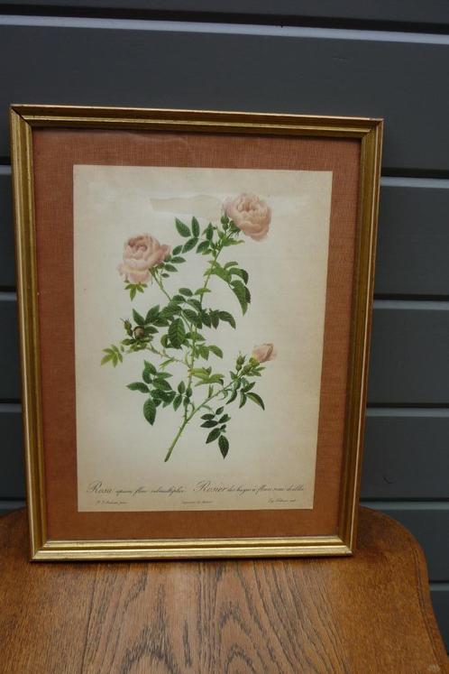 Vintage ingekaderde print P.J. Redouté (2), Antiek en Kunst, Kunst | Tekeningen en Fotografie, Ophalen of Verzenden
