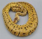 Koningspython Lemonblast Crypton (100% het clown & cryptic), Animaux & Accessoires, Reptiles & Amphibiens, Serpent, Domestique