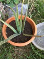 plants bio (du vrai bio!): aubergines, tomates cerise, choux, Tuin en Terras, Ophalen