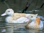 Siereenden - Roodschoudertaling ( blond ), Dieren en Toebehoren, Mei, Mannelijk