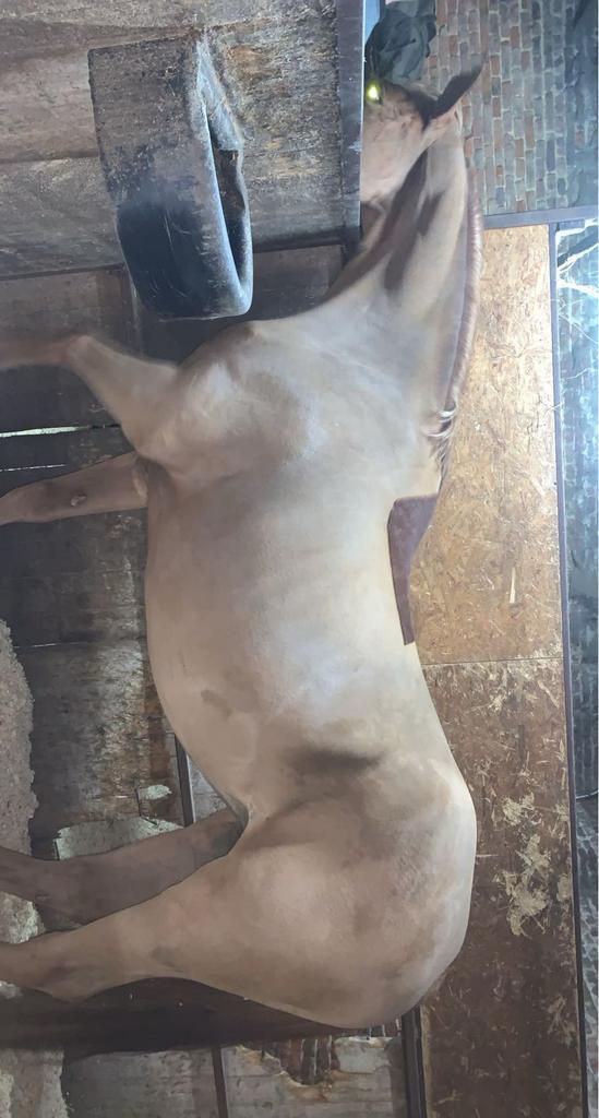 Paarden scheren, Animaux & Accessoires, Chevaux, B