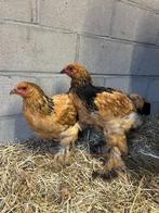 Brahma kippen, Meerdere dieren, Kip