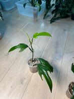 Philodendron Panduriforme, Ophalen of Verzenden