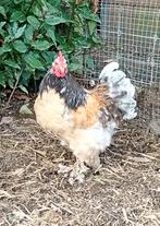 gratis cochin kriel haantje, Dieren en Toebehoren, Mannelijk, Kip