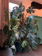 Prachtige Monstera Deliciosa plant 1m75 zonder pot, Ophalen