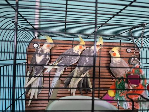 Mooie jonge Valkparkieten, Dieren en Toebehoren, Vogels | Parkieten en Papegaaien, Parkiet, Meerdere dieren, Geringd