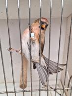 barmsijs, Mannelijk, Wildzangvogel, Geringd