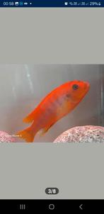 Labidochromis hongi sweden nestje, Vis, Zoetwatervis