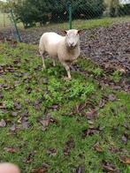 Drie jarige rouge ram, Dieren en Toebehoren, Schapen, Geiten en Varkens