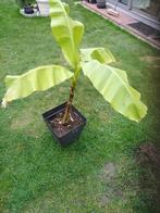 Winterharde bananen planten Musa bajoo te koop, Tuin en Terras, Ophalen
