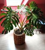 Kamerplant Monstera + mand, Huis en Inrichting, Ophalen, Overige soorten, In pot