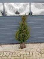 taxus bacata, Ophalen, Taxus, Haag, Minder dan 100 cm