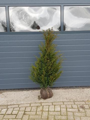 taxus bacata beschikbaar voor biedingen