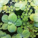 Drijfplanten aquarium, Ophalen, Zo goed als nieuw